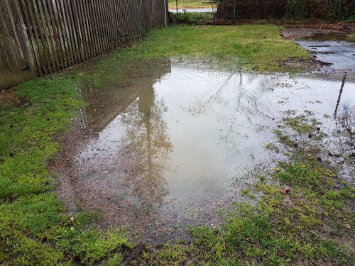Flooded backyard